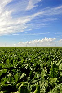 Riesjard Schropp: wind landschap Flevopolder